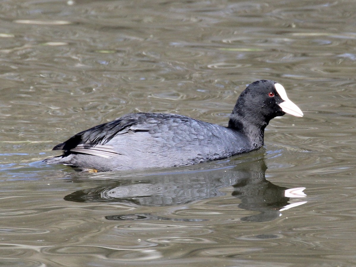 Eurasian Coot - ML619638870