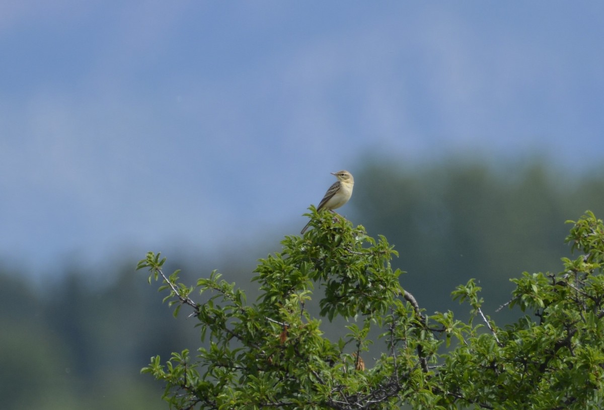 Tawny Pipit - Dominique Blanc