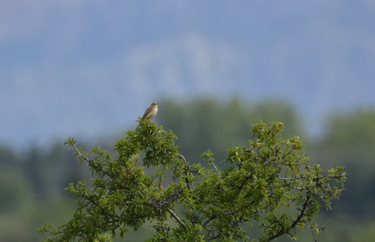 Tawny Pipit - Dominique Blanc