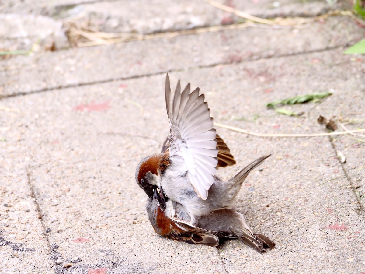 House Sparrow - Martin Byhower