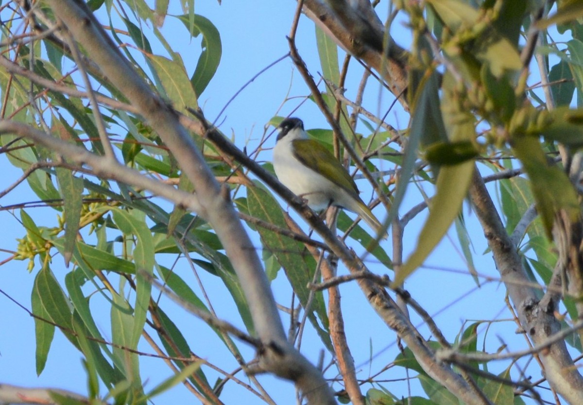 White-throated Honeyeater - Monica Mesch