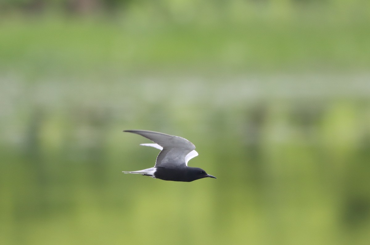 Black Tern - France Daigle
