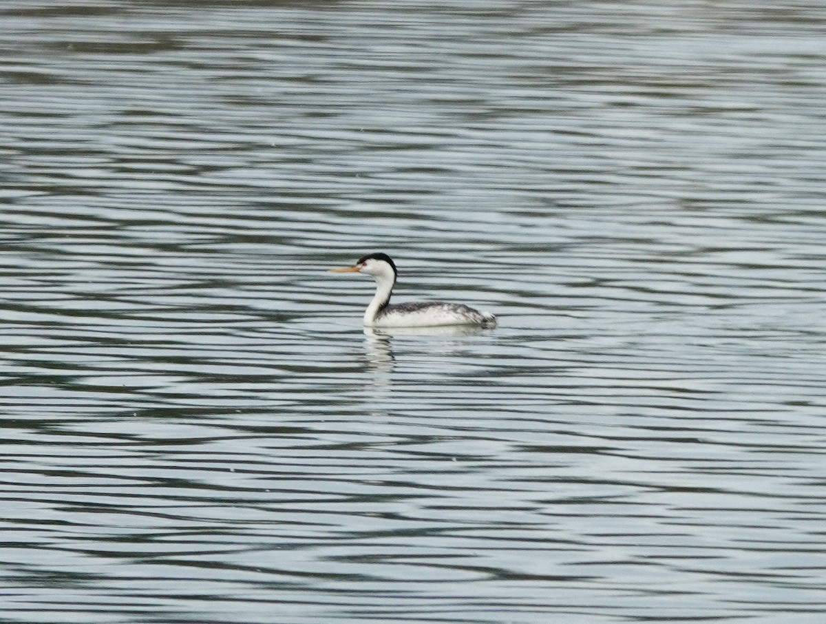 Grèbe à face blanche - ML619638884