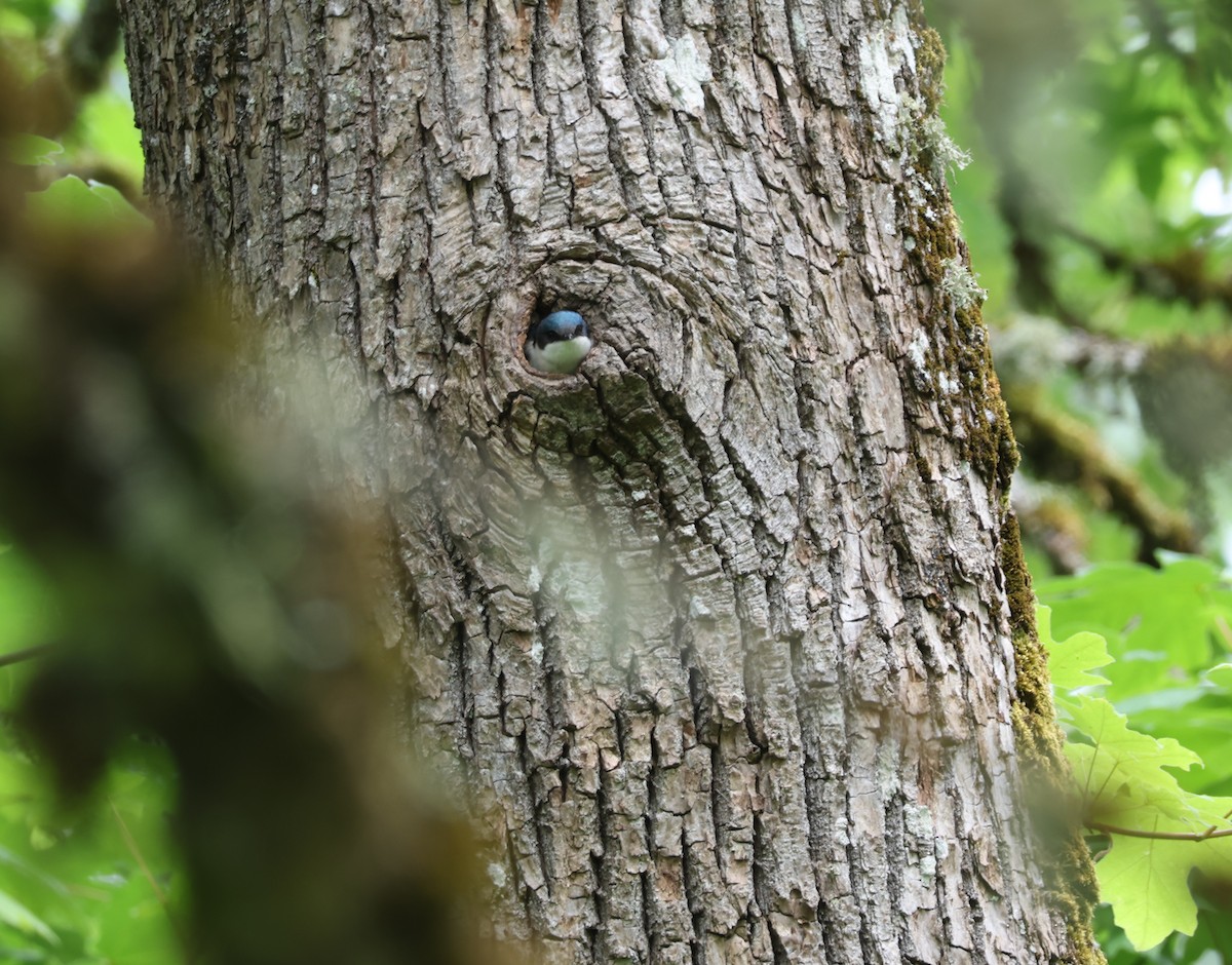 Tree Swallow - David Swinford