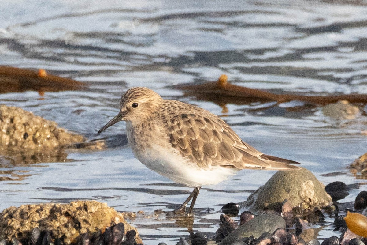 Baird's Sandpiper - Denis Corbeil