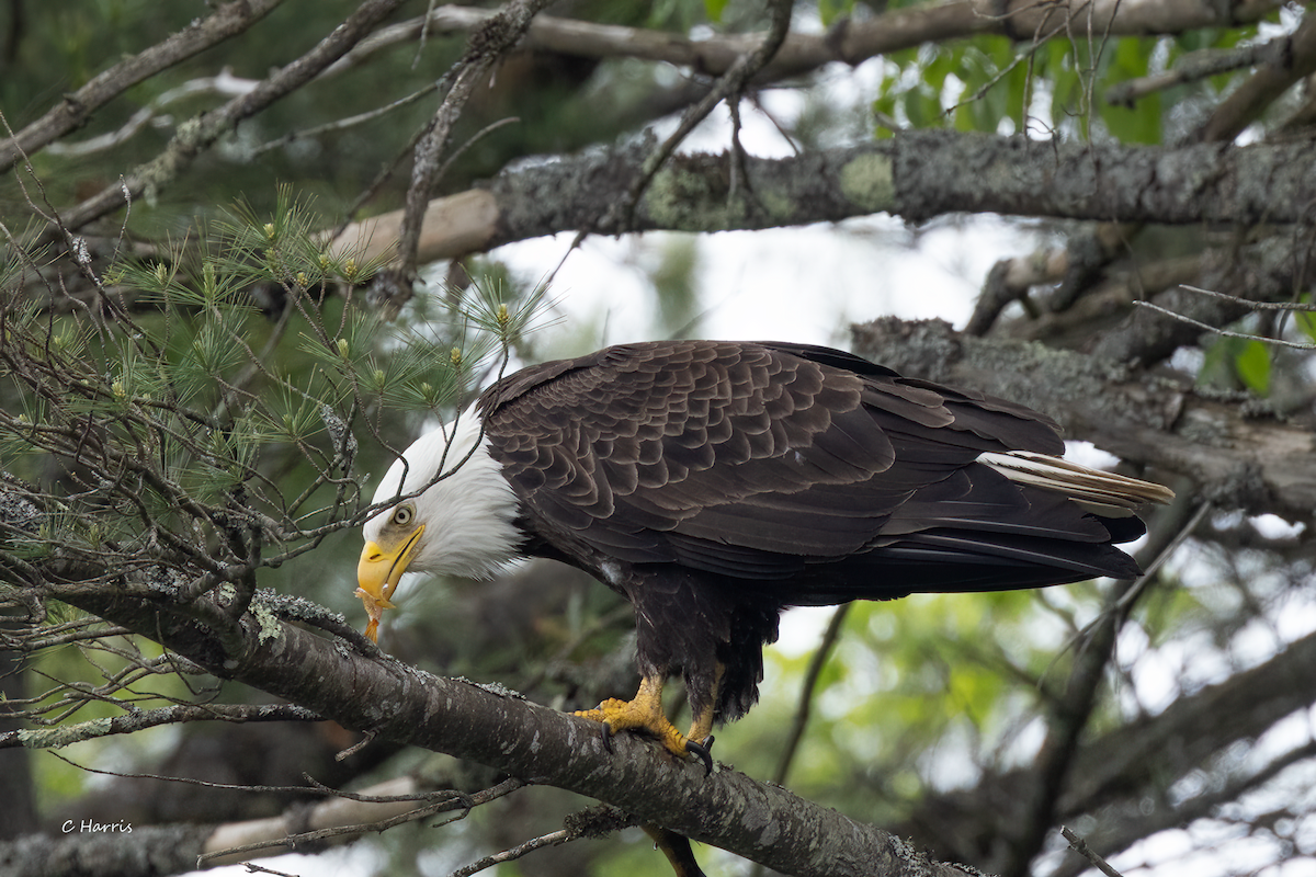 Bald Eagle - ML619638891