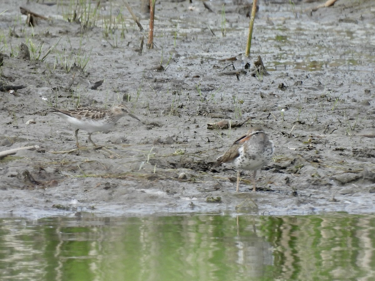 Spotted Sandpiper - Anita M Granger