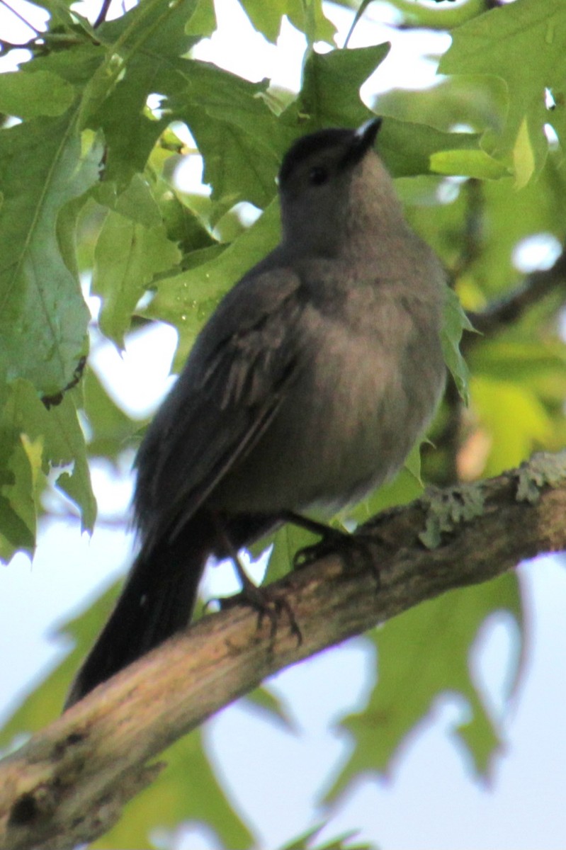 Gray Catbird - Samuel Harris