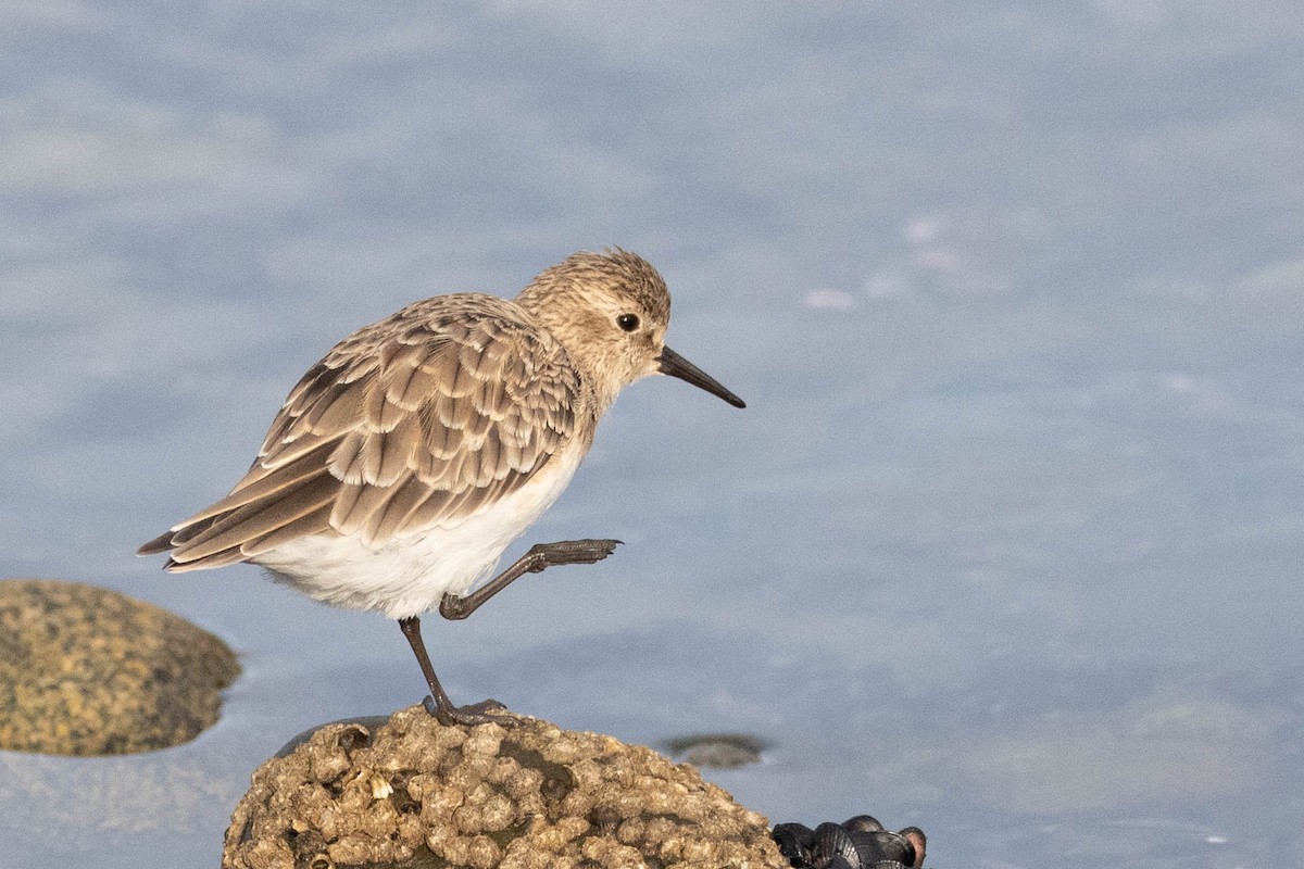 Baird's Sandpiper - Denis Corbeil