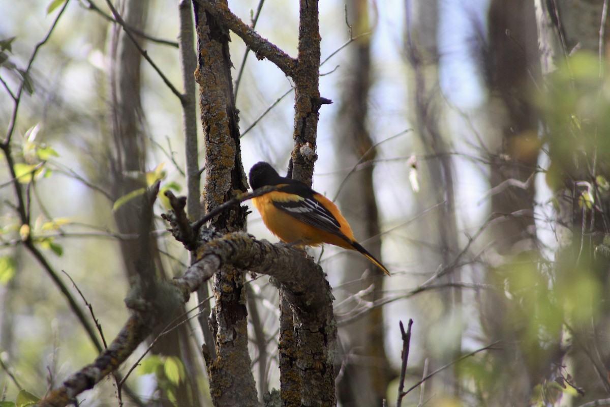 Baltimore Oriole - Anne R.