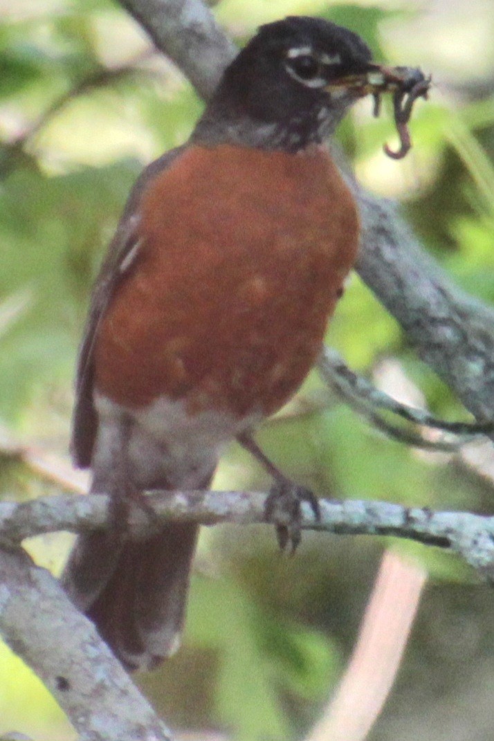 American Robin - Samuel Harris