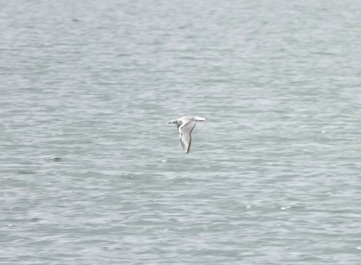 Bonaparte's Gull - Kim Nelson