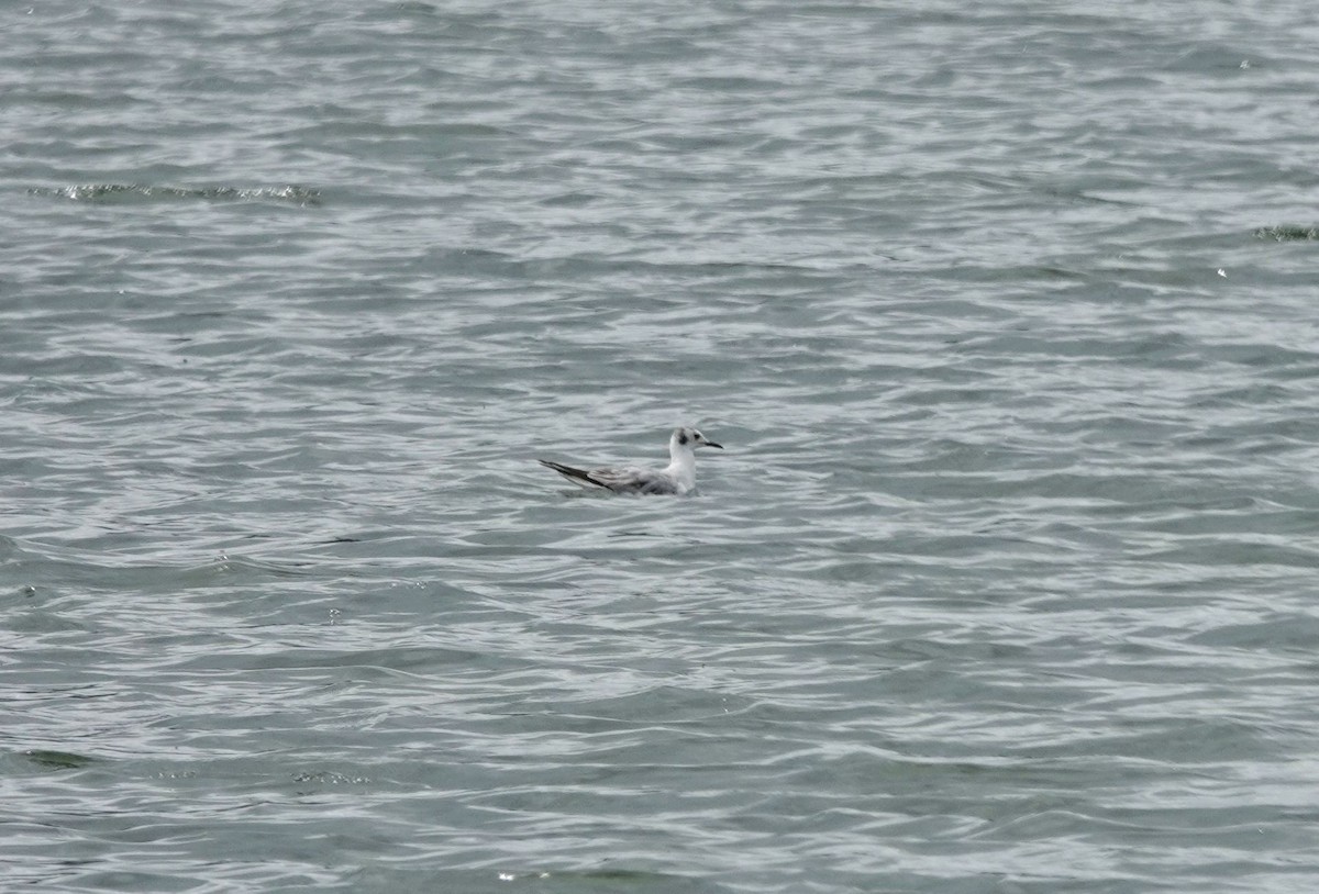 Bonaparte's Gull - Kim Nelson