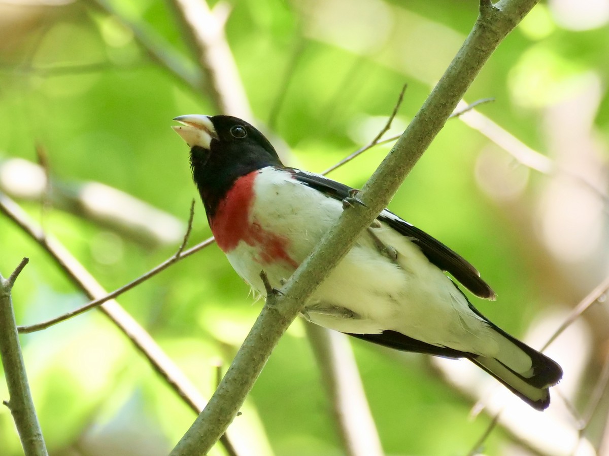 Rose-breasted Grosbeak - Martin Byhower