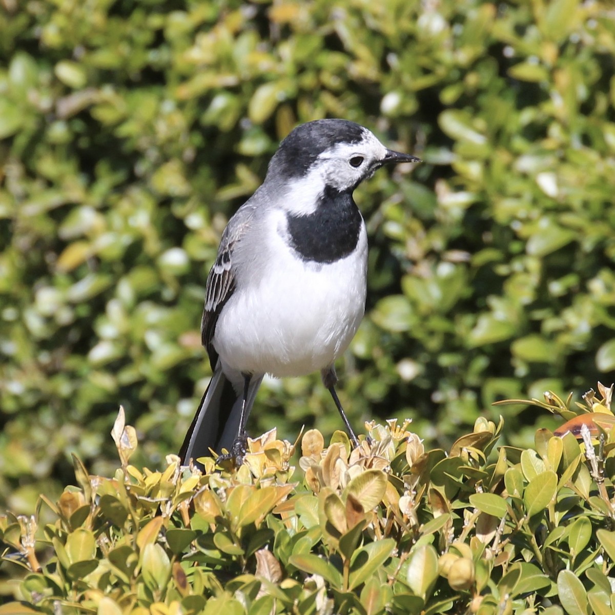 White Wagtail - Michael Bender