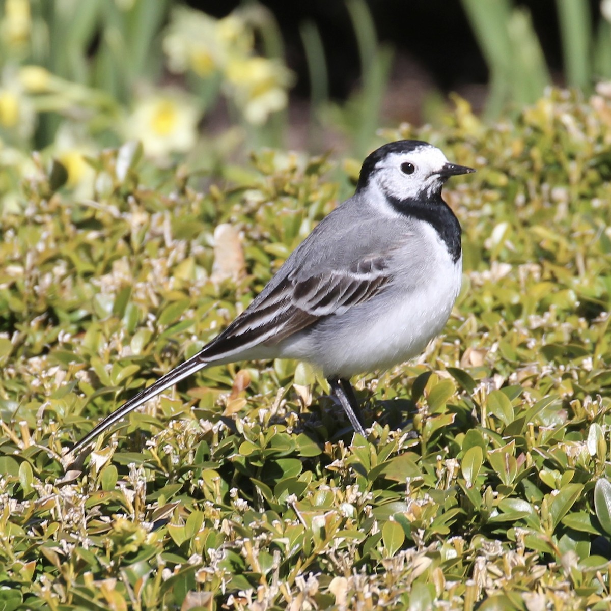 White Wagtail - Michael Bender