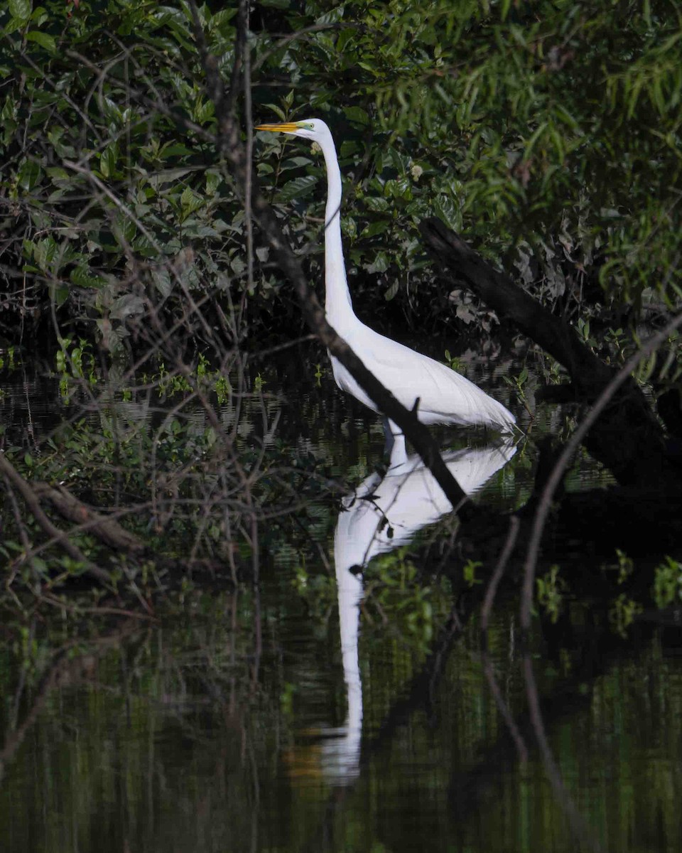 Great Egret - Gary Hofing