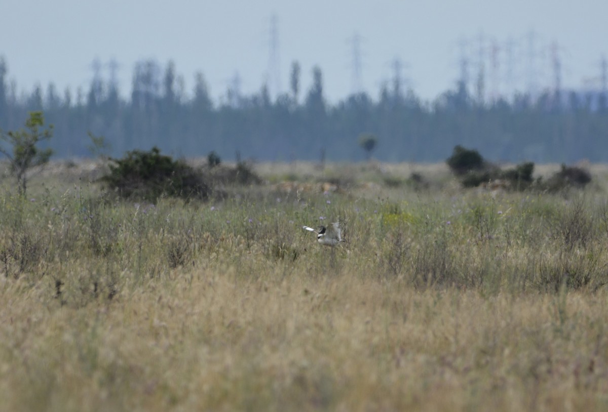 Little Bustard - Dominique Blanc