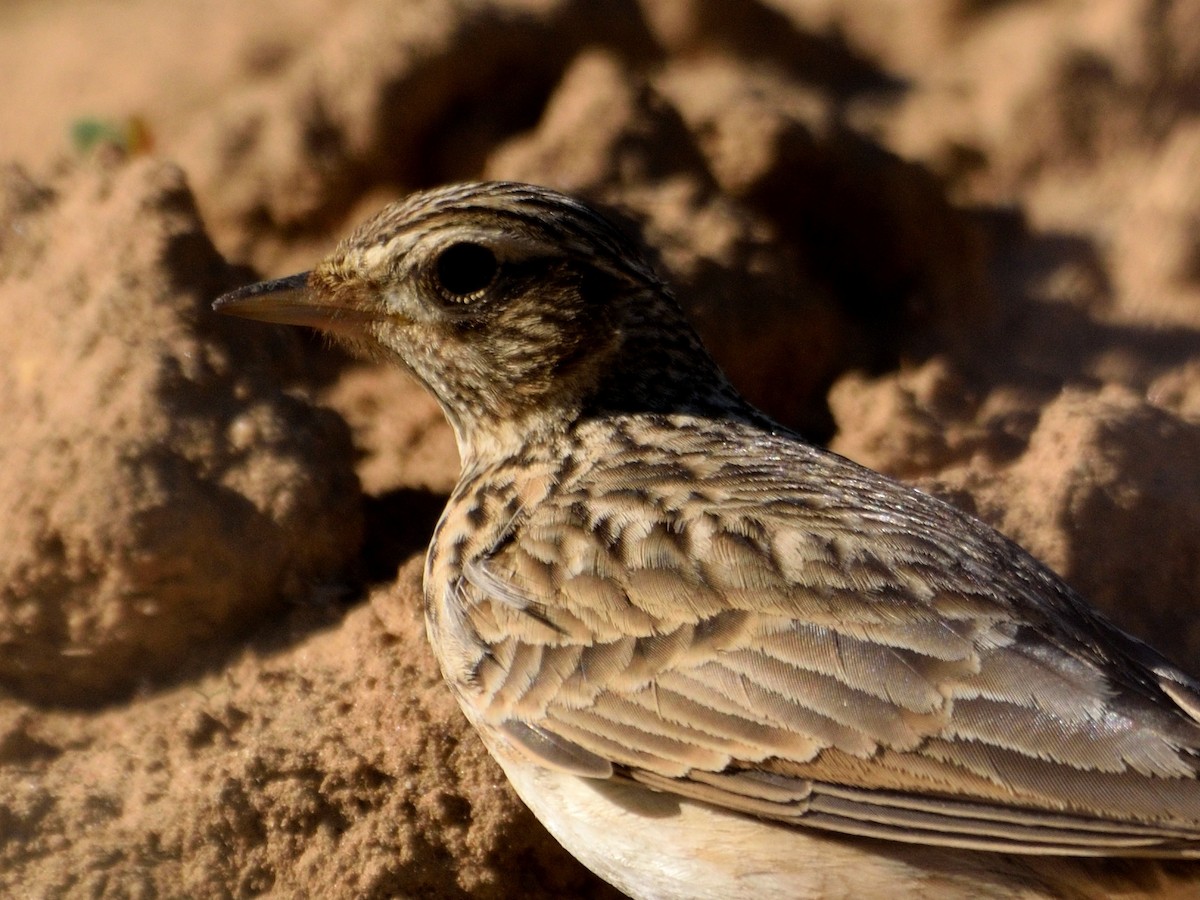 Eurasian Skylark - Andrés Turrado Ubón