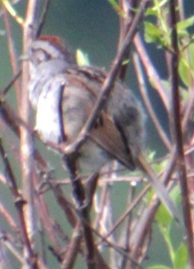 Swamp Sparrow - Samuel Harris