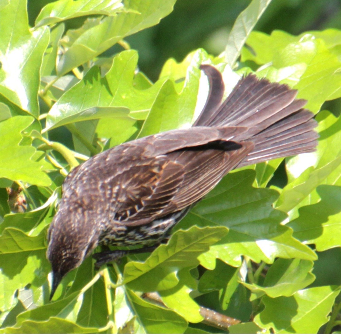 Red-winged Blackbird (Red-winged) - Samuel Harris