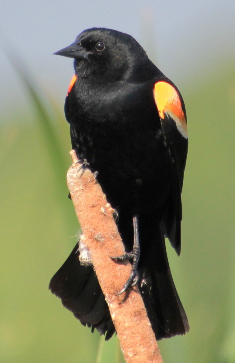 Red-winged Blackbird (Red-winged) - Samuel Harris
