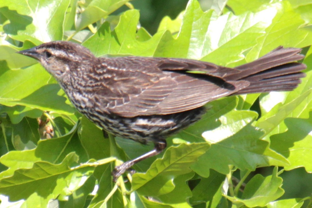 Red-winged Blackbird (Red-winged) - Samuel Harris