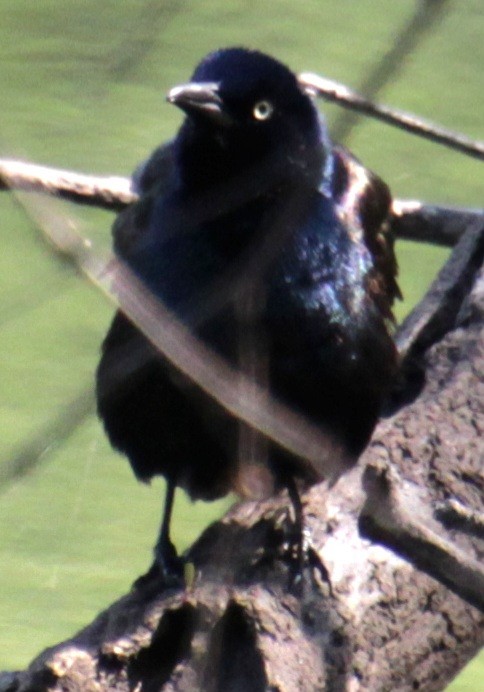 Common Grackle (Bronzed) - Samuel Harris