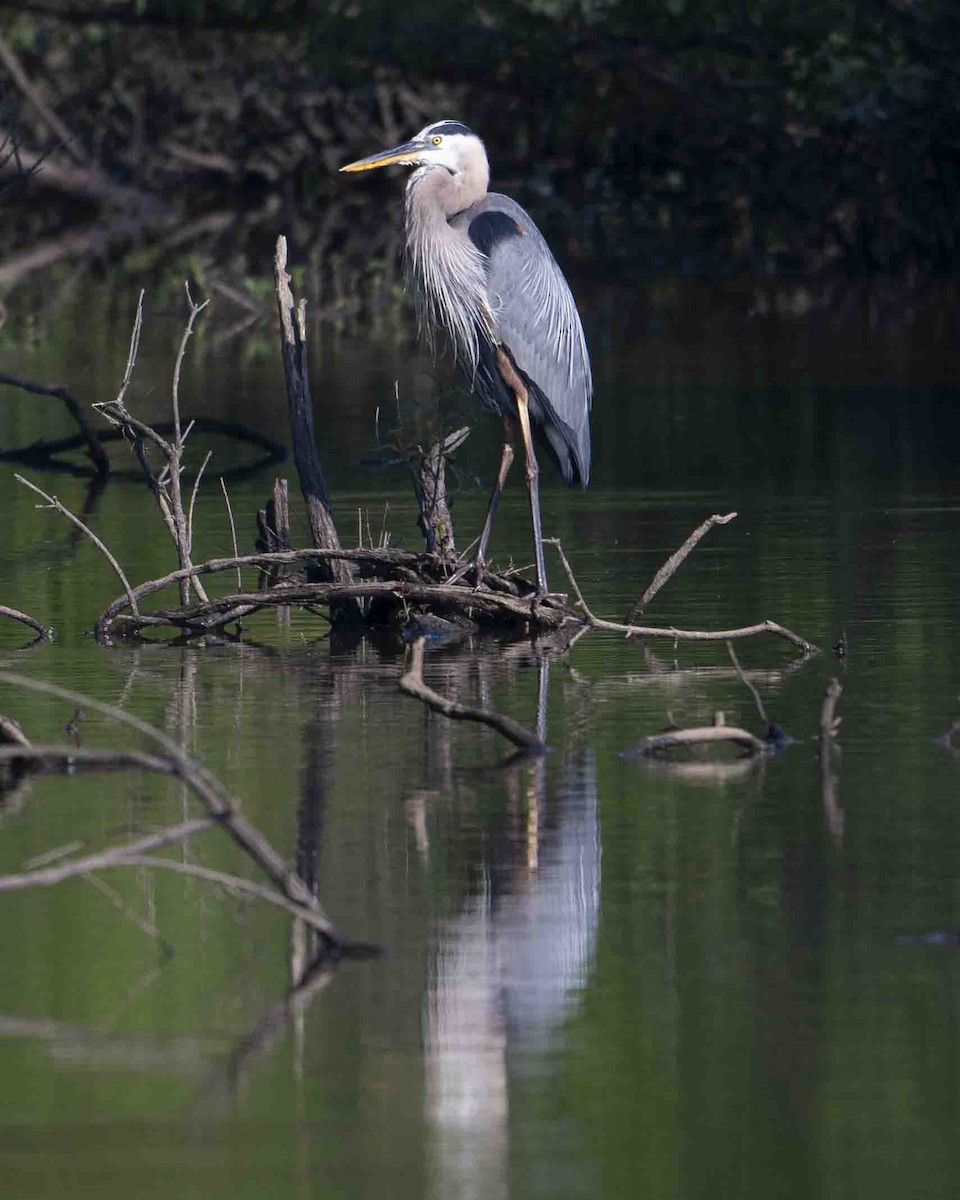 Great Blue Heron - Gary Hofing