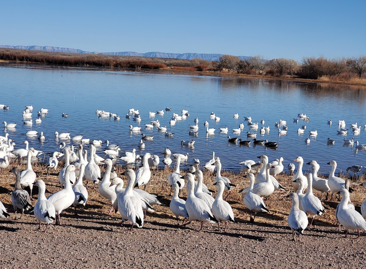 Snow Goose - Nancy Cox