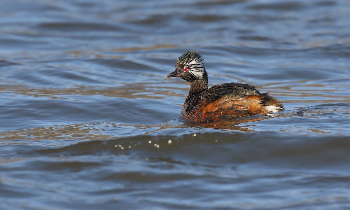 White-tufted Grebe - Adrián Braidotti