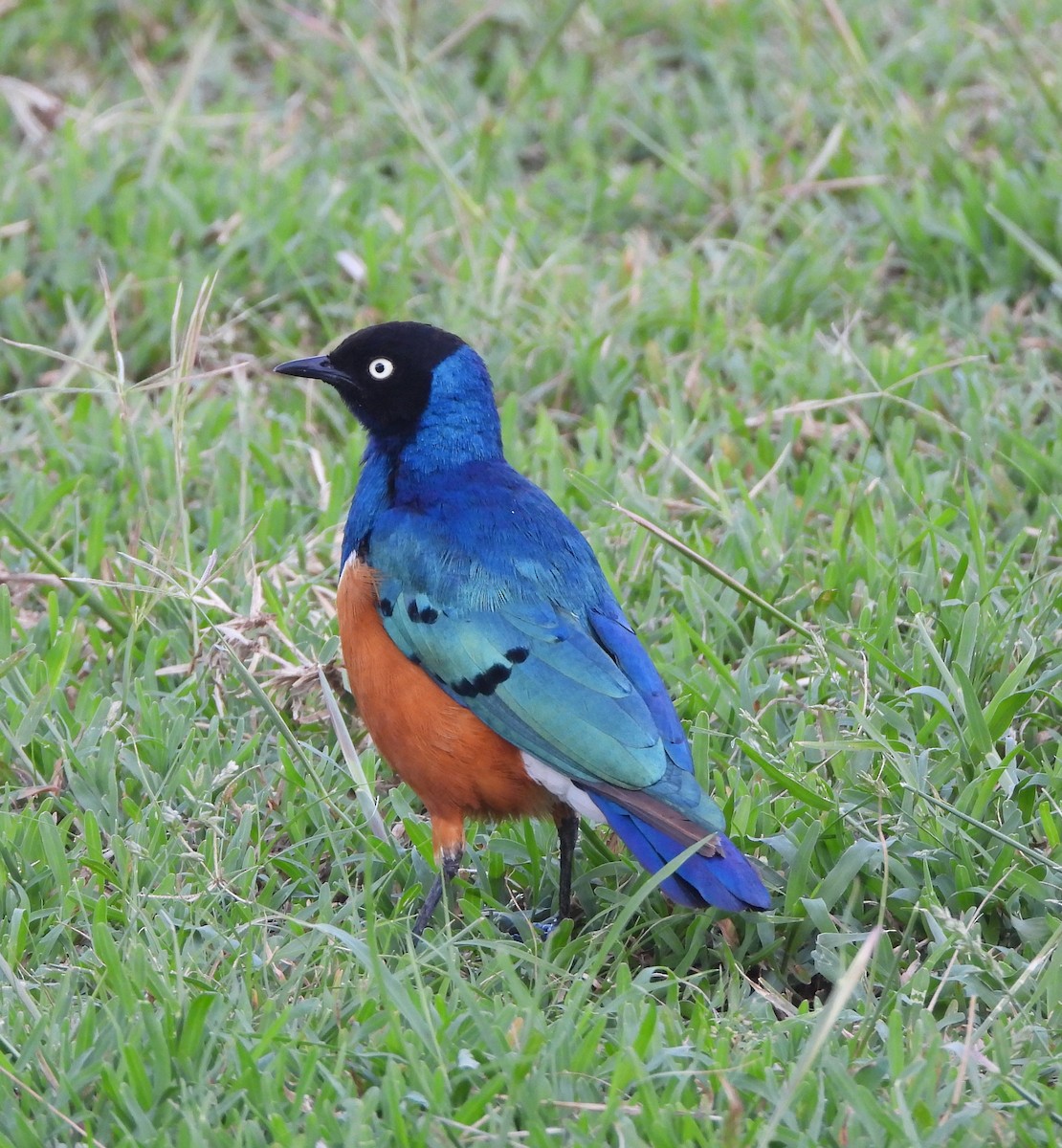 Superb Starling - ML619638979