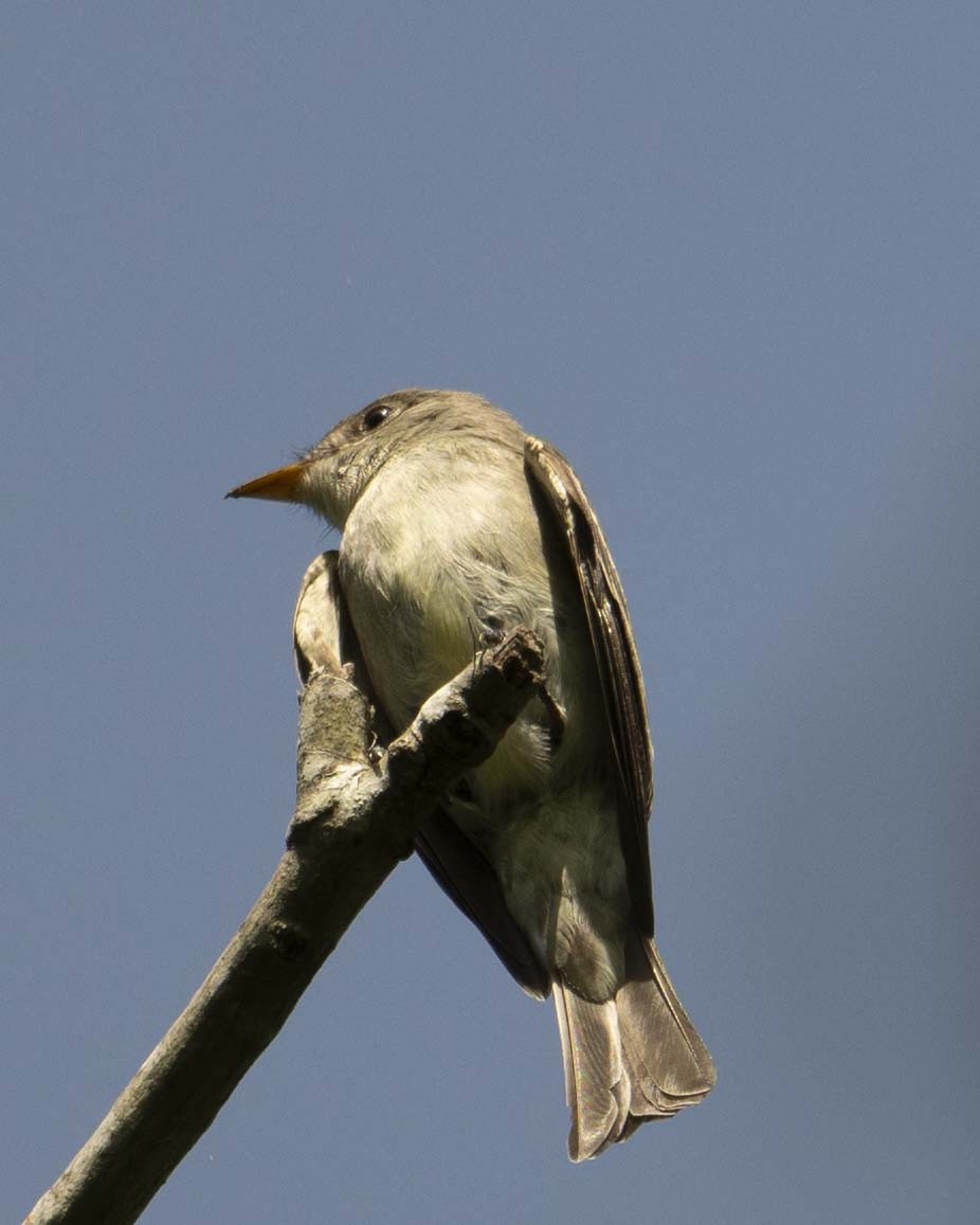 Eastern Wood-Pewee - Gary Hofing