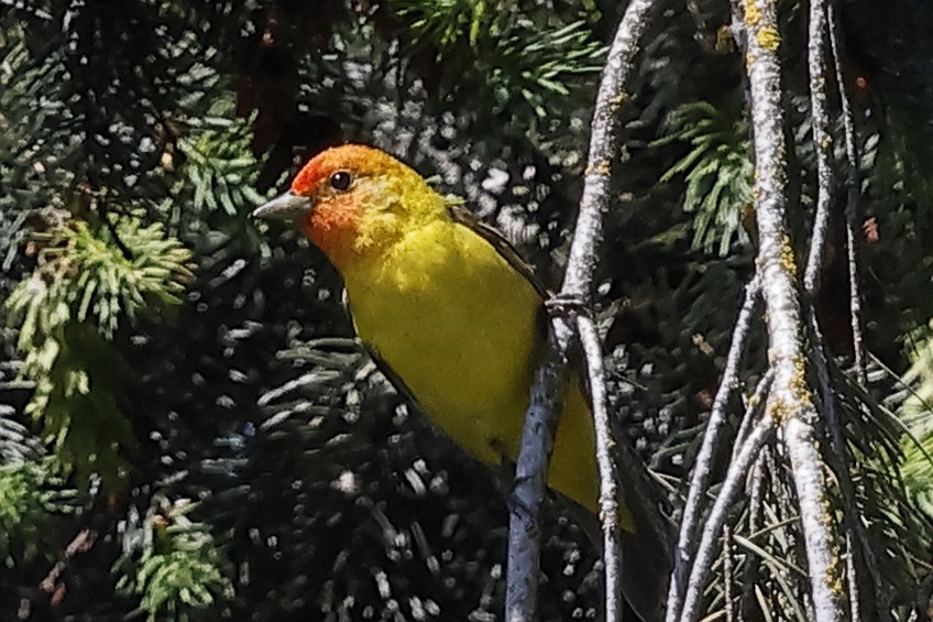 Western Tanager - David Forinash