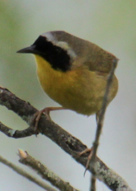 Common Yellowthroat - Samuel Harris