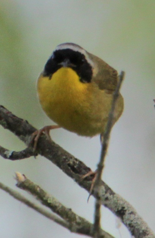 Common Yellowthroat - Samuel Harris