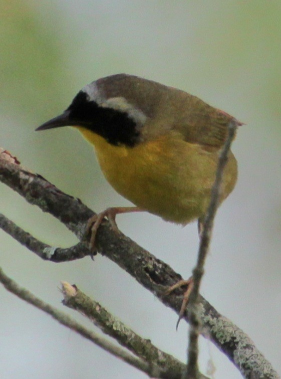 Common Yellowthroat - Samuel Harris