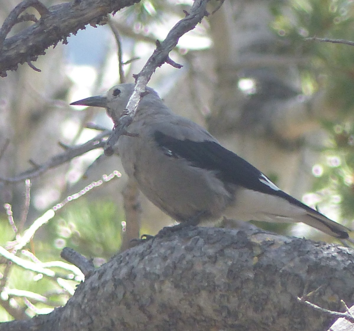 Clark's Nutcracker - ML619638991