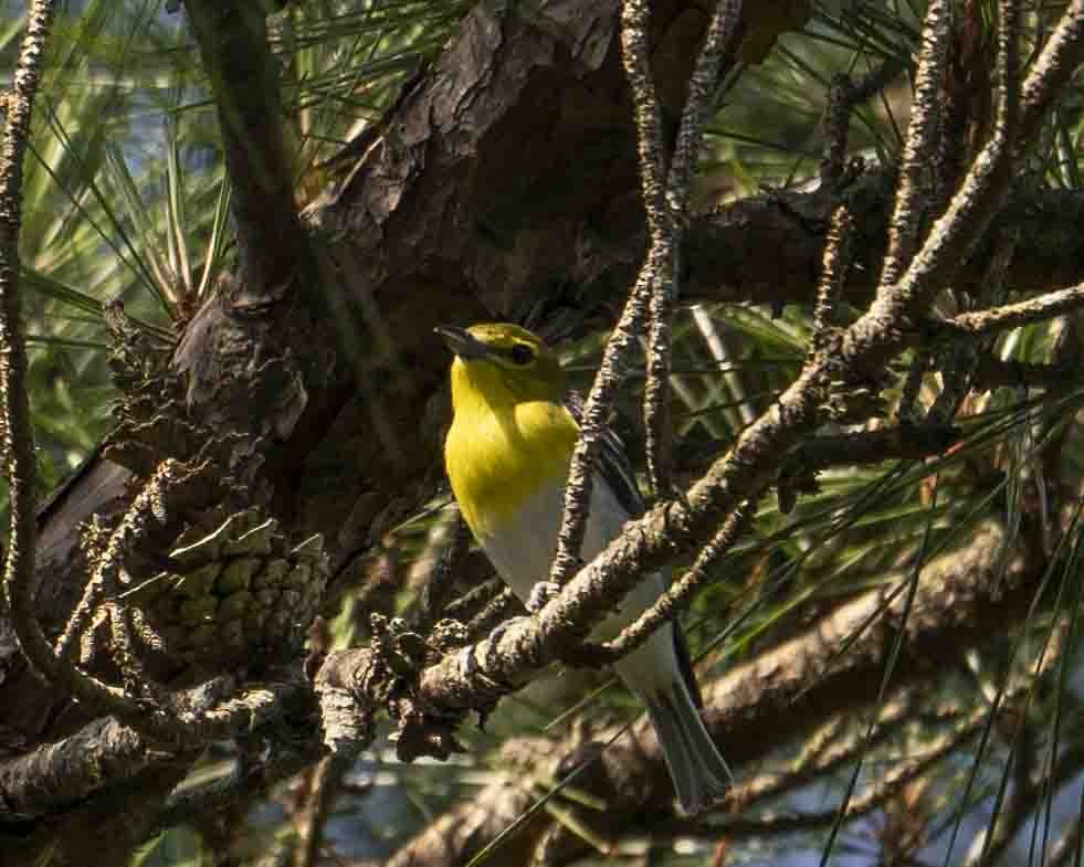 Yellow-throated Vireo - Gary Hofing