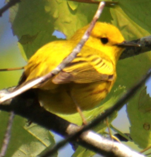 Yellow Warbler (Northern) - Samuel Harris