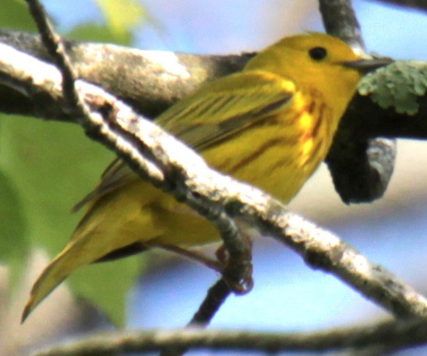 Yellow Warbler (Northern) - Samuel Harris