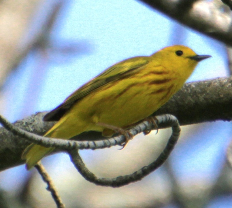 Yellow Warbler (Northern) - Samuel Harris