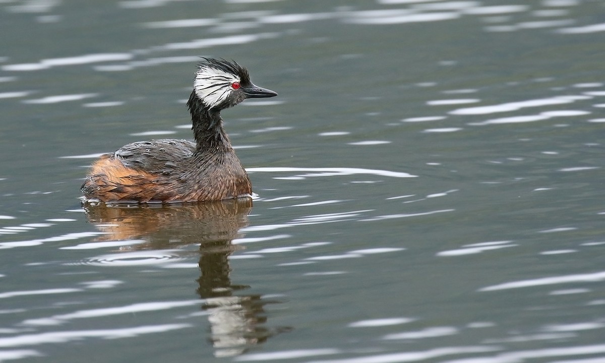 White-tufted Grebe - ML619639006