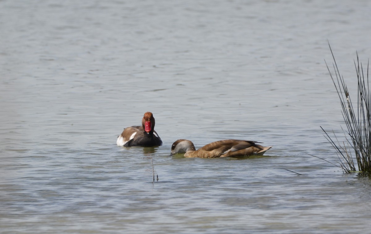 Red-crested Pochard - ML619639011