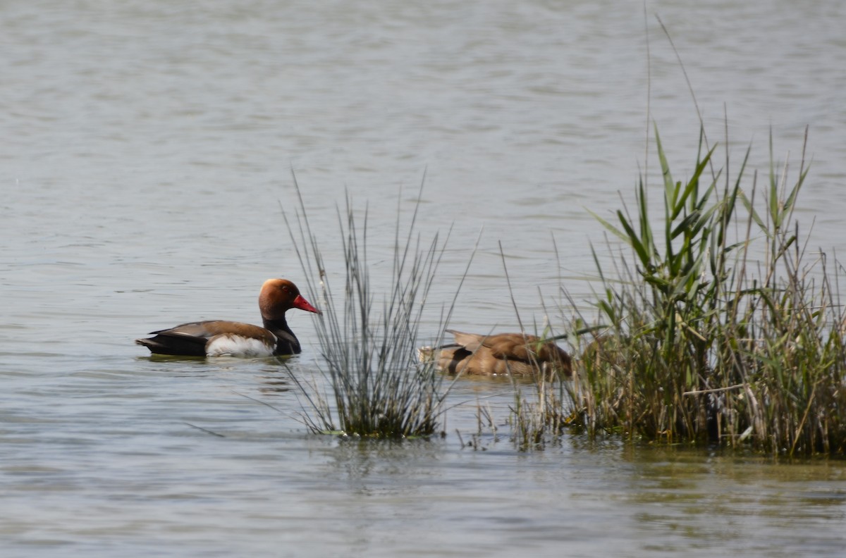 Red-crested Pochard - ML619639012