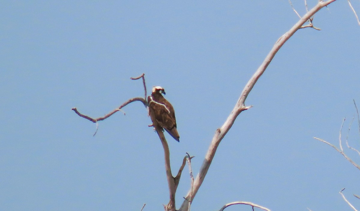 Águila Pescadora - ML619639015