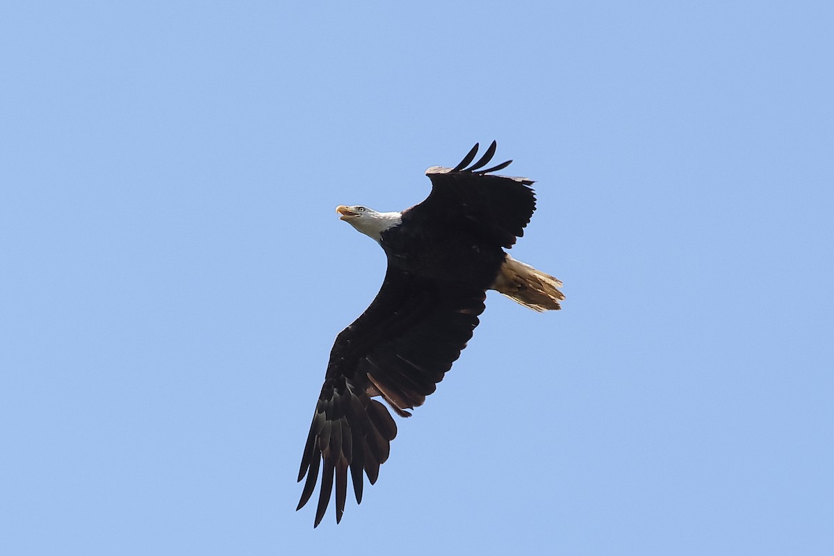 Bald Eagle - John Mercer