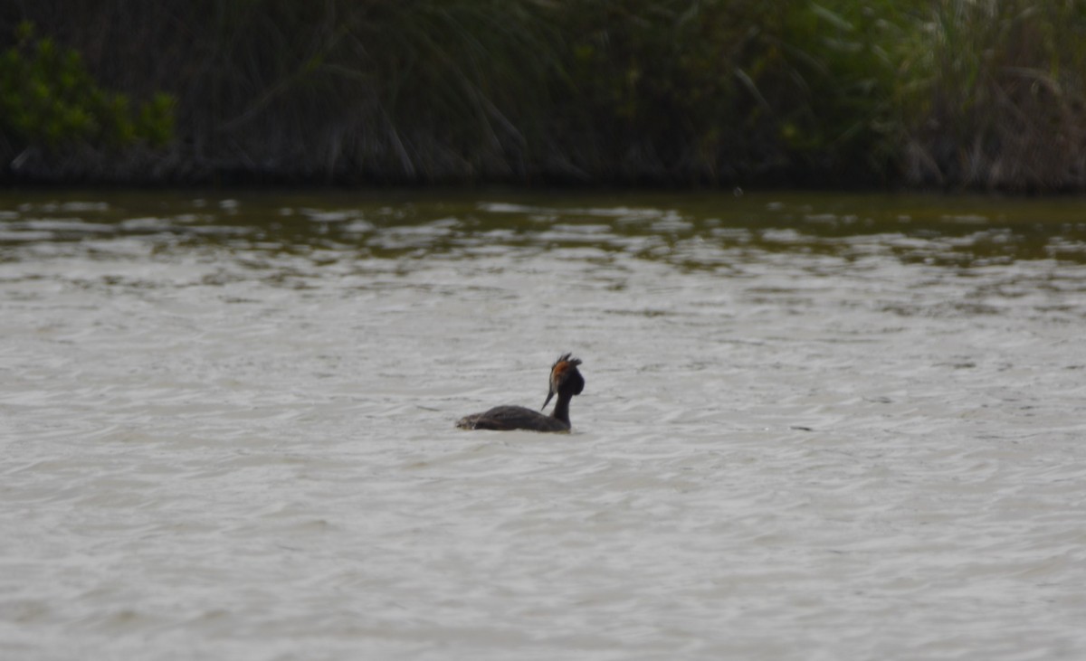 Great Crested Grebe - Dominique Blanc