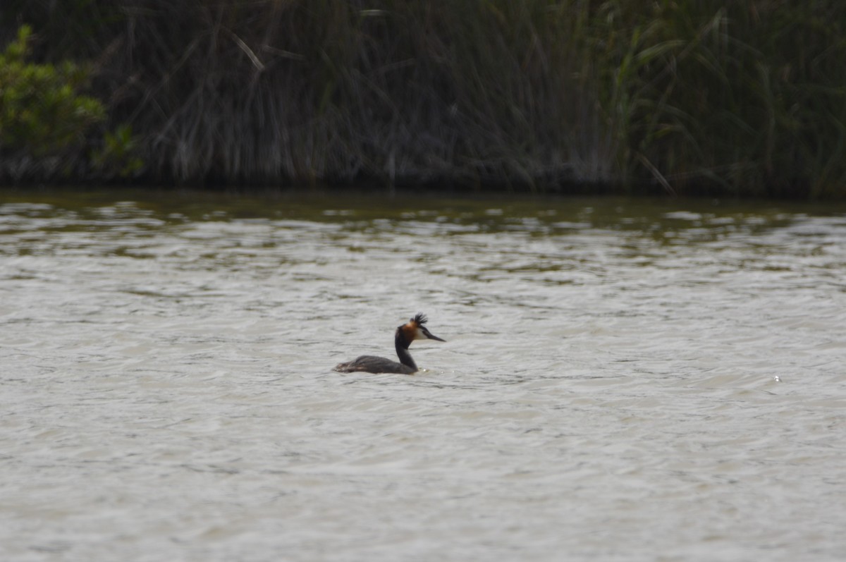 Great Crested Grebe - Dominique Blanc