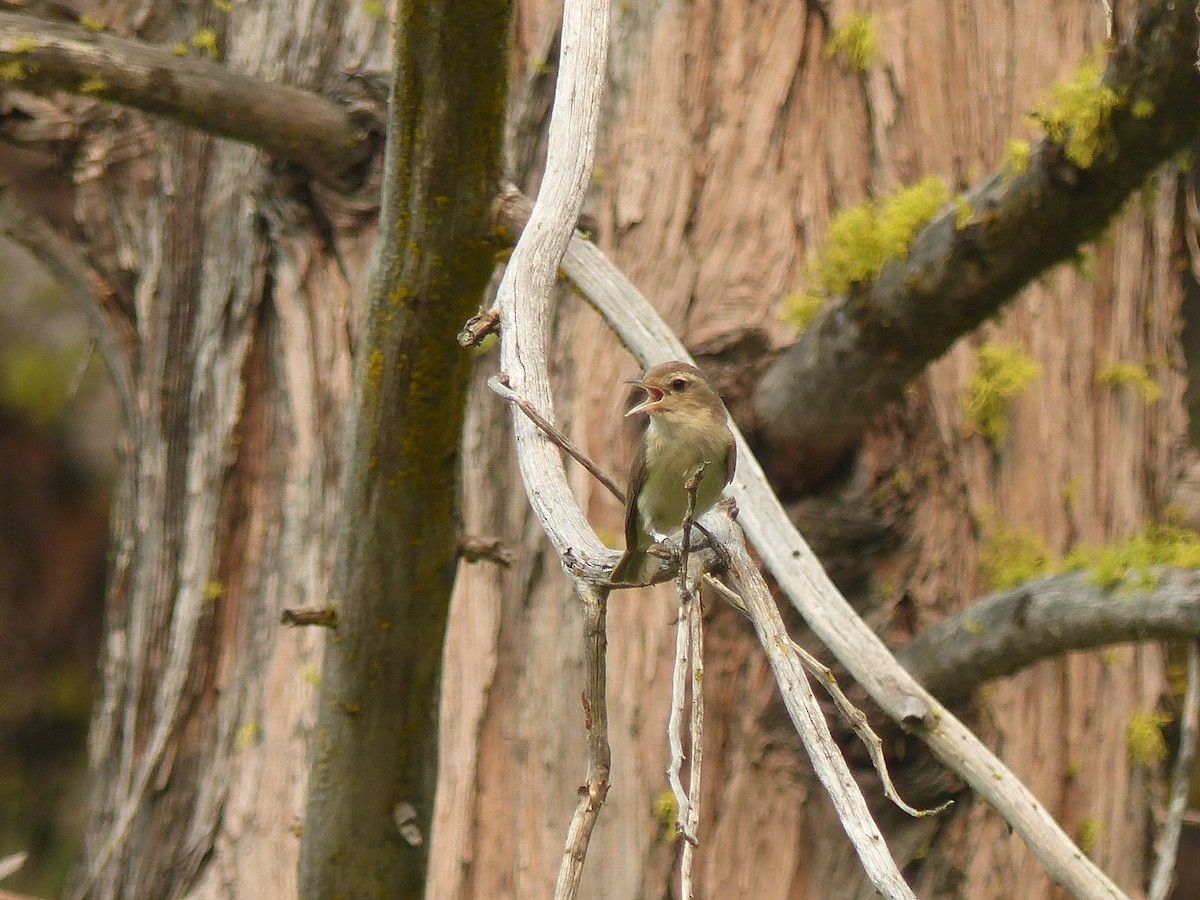 Warbling Vireo - ML619639032